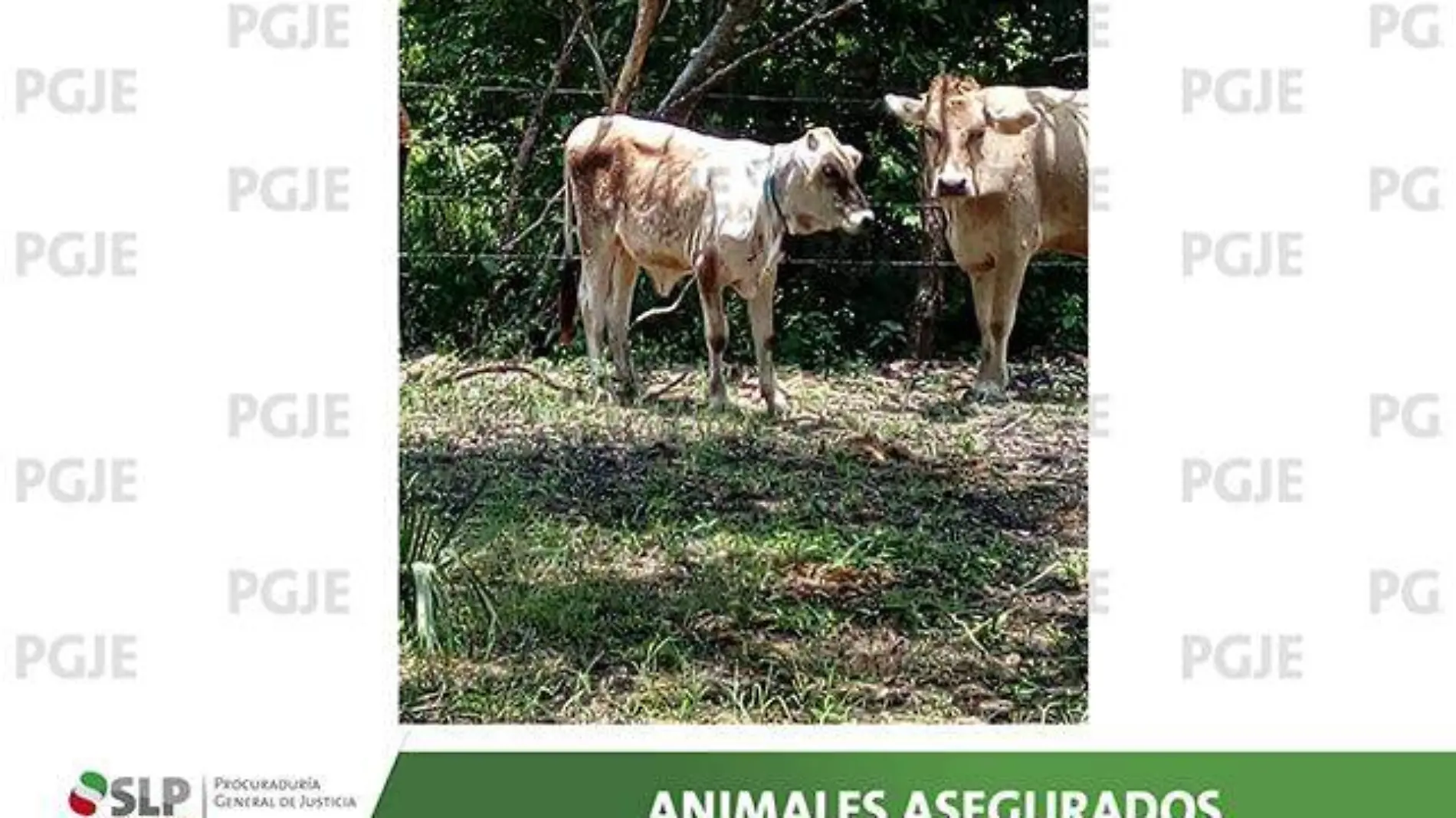 07072018 TAMUIN ANIMALES ASEGURADOS